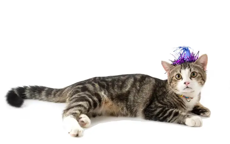 Gato ilustrativo
