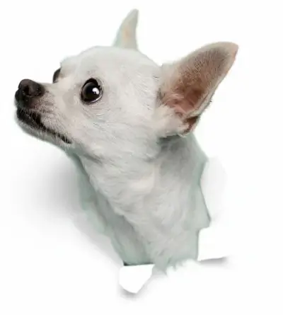 Cachorro ilustrativo