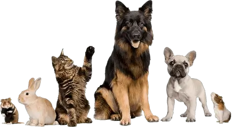 Logo Clínica Veterinária Gualda